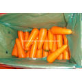 Fresh carrot vegetables for sale